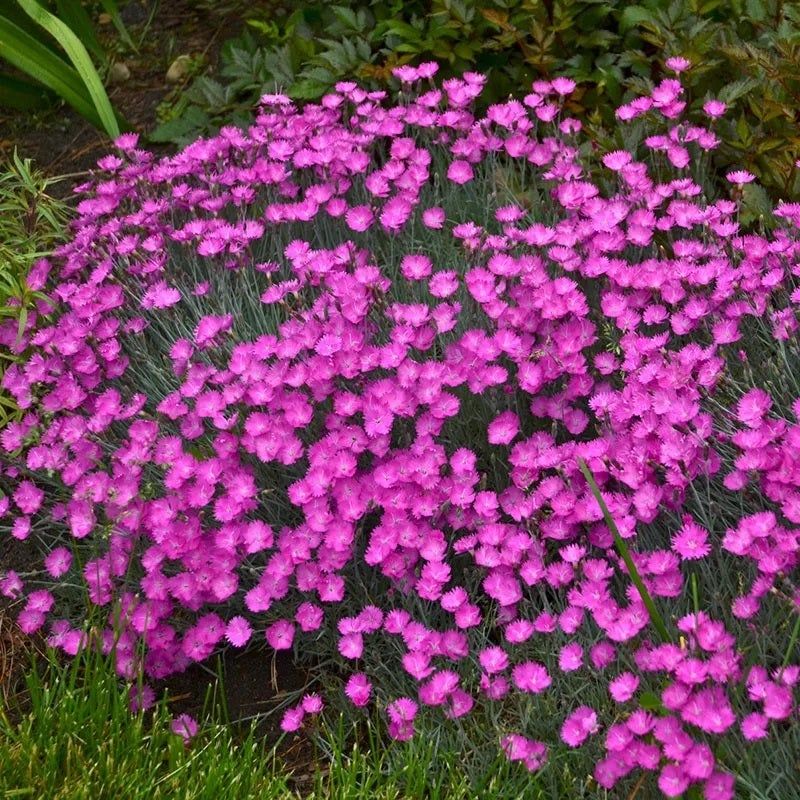 Dianthus 'Firewitch'