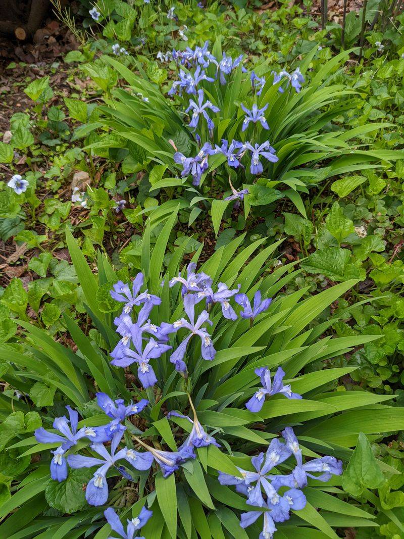 Dwarf Crested Iris