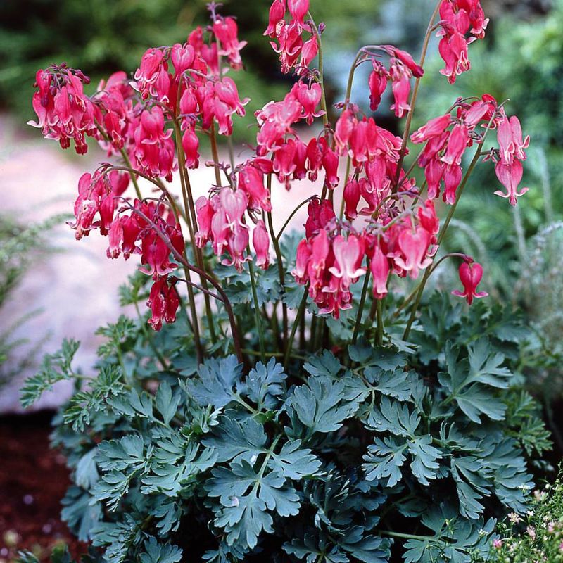 Fern-Leaf Bleeding Heart