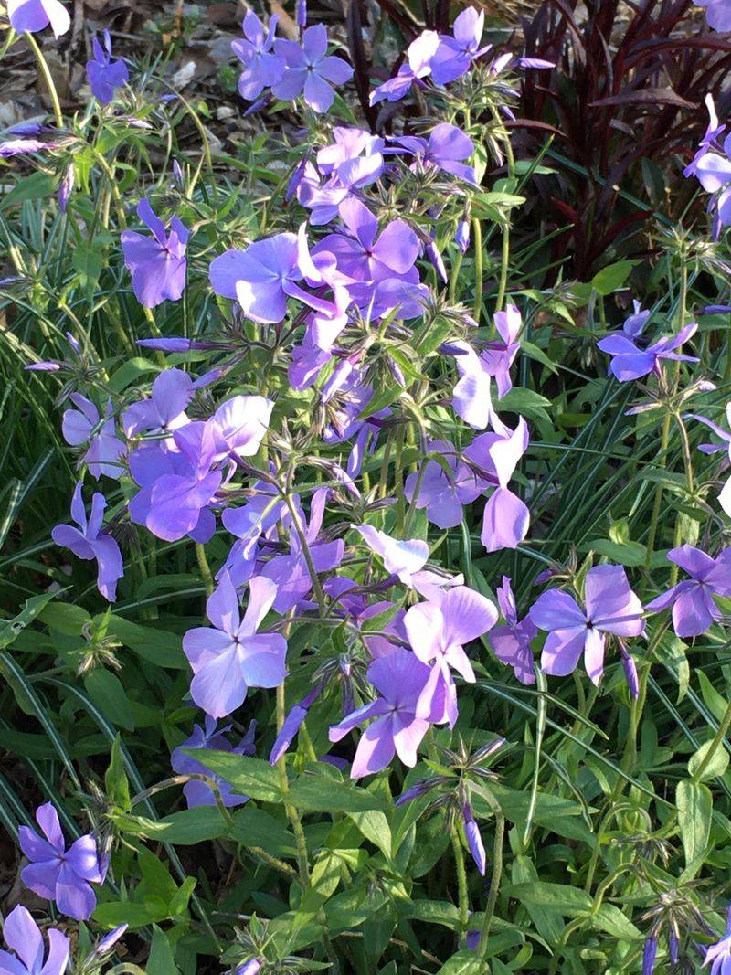 Creeping Phlox