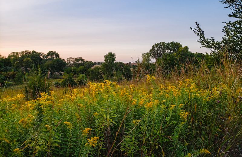 Illinois Native Goldenrod: Misunderstood Beauty
