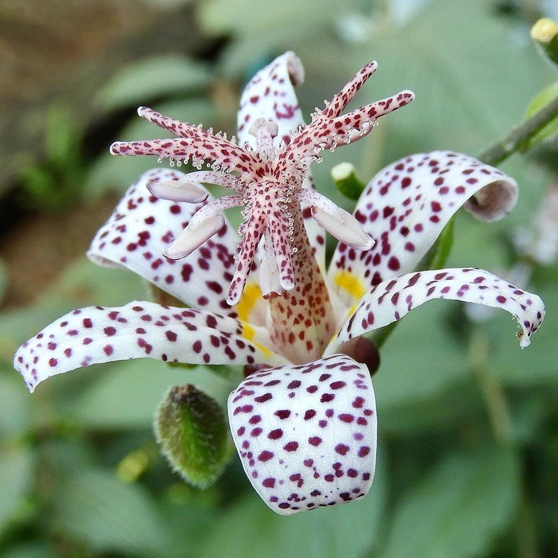 Toad Lily For Fall Surprises