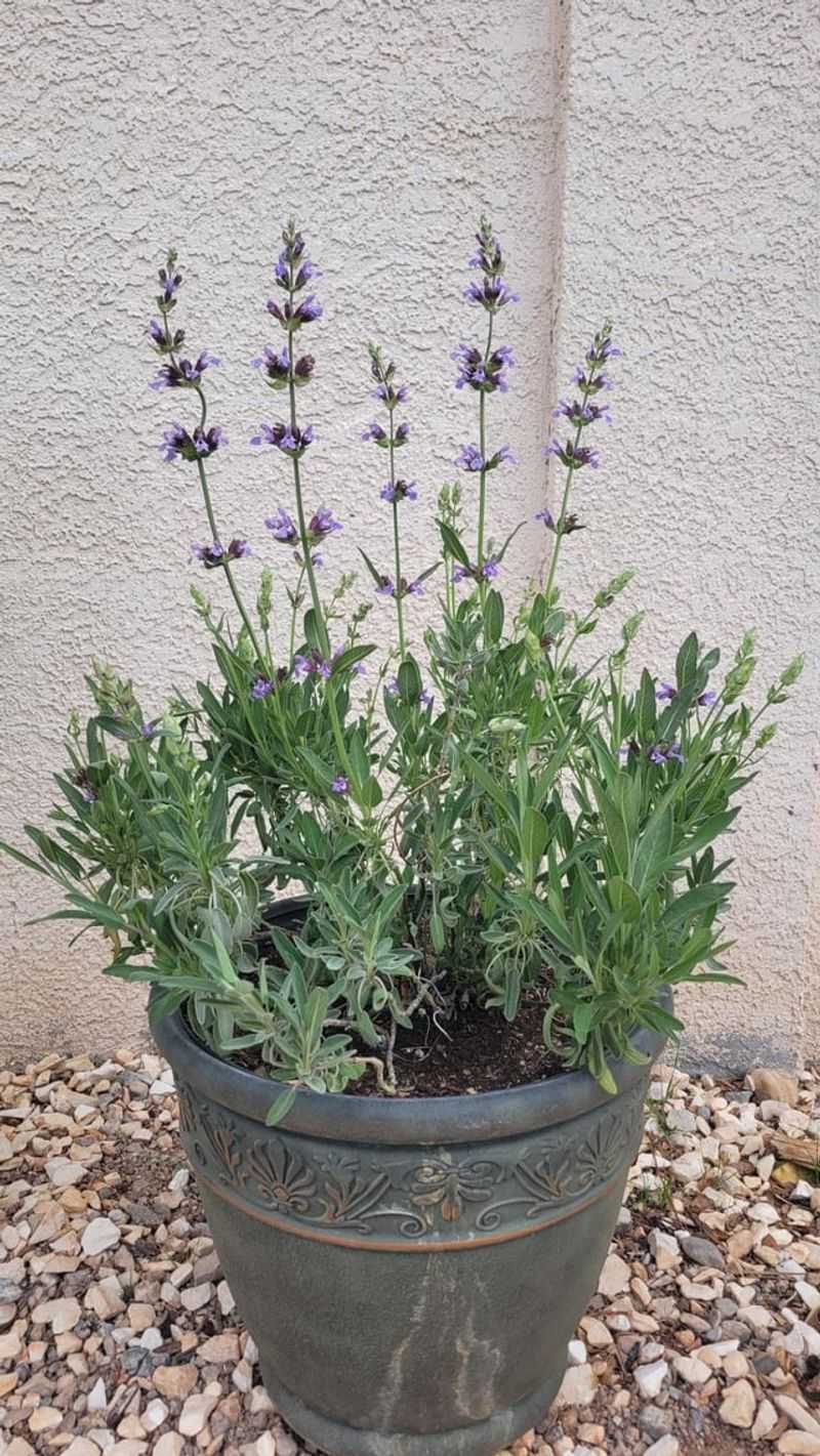 Russian Sage (Perovskia atriplicifolia)