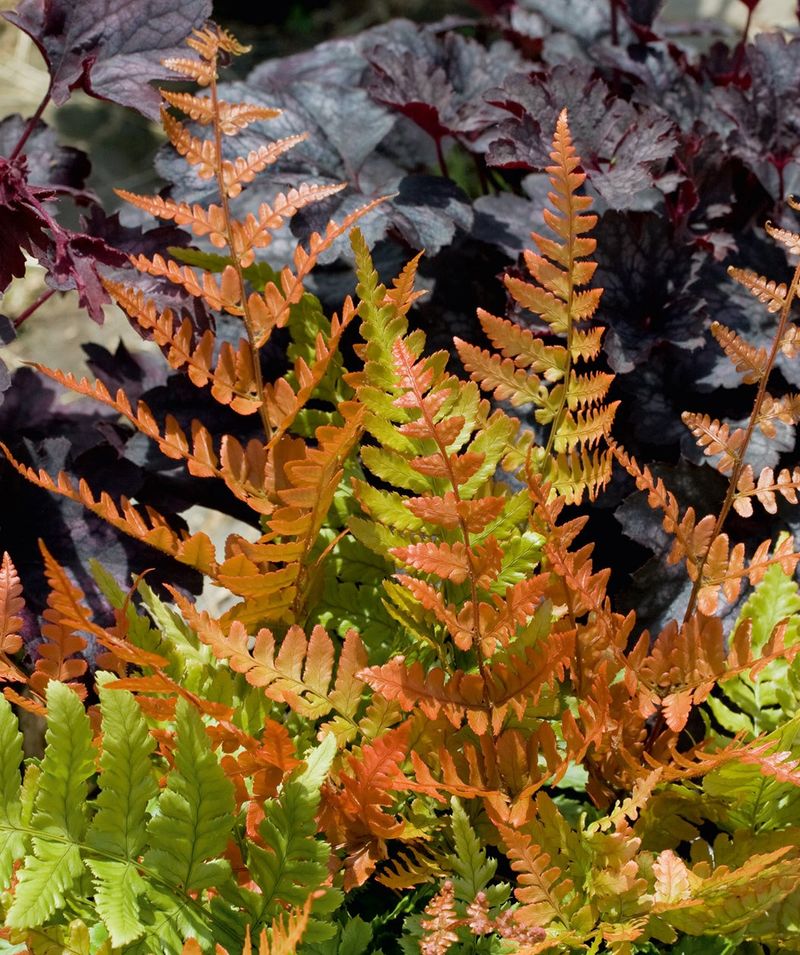 Autumn Fern (Dryopteris erythrosora)