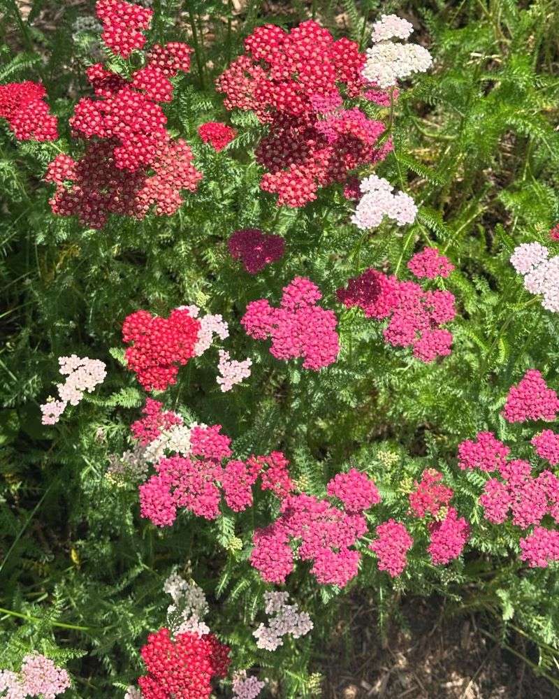 Yarrow
