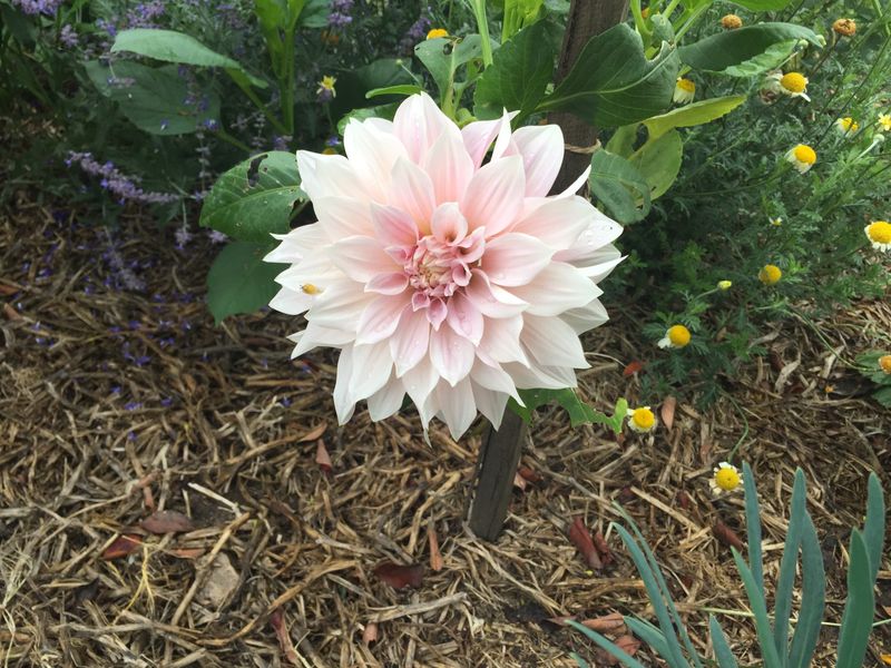 Dahlias with Russian Sage