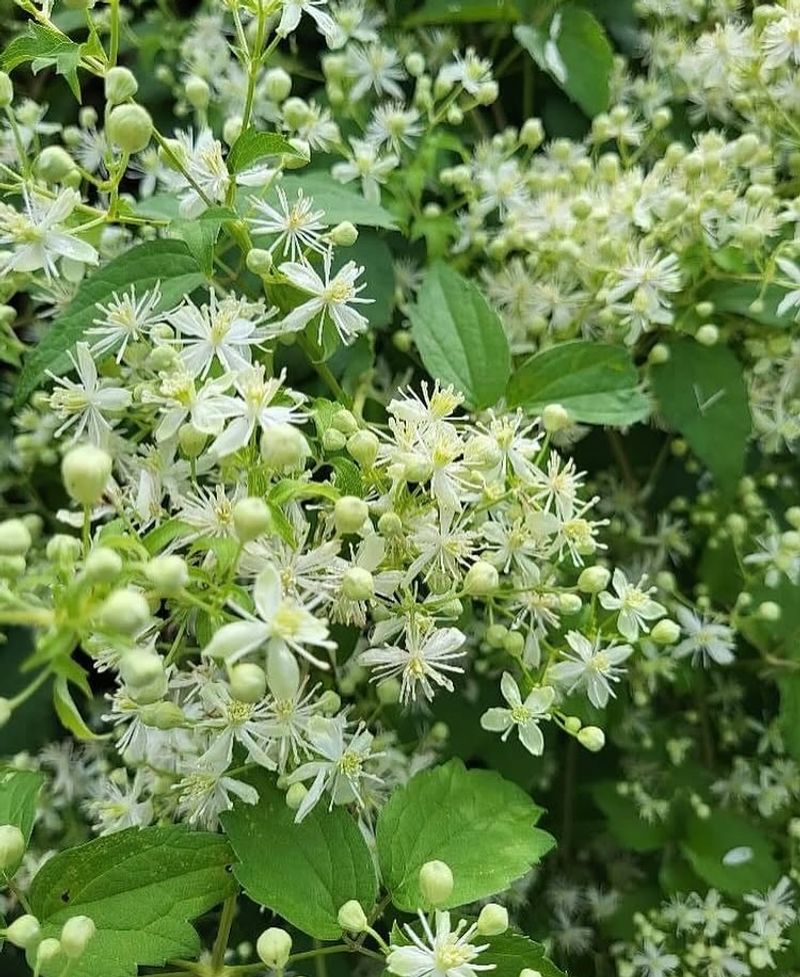 Virgin's Bower