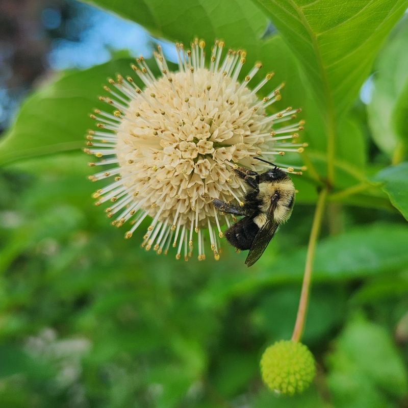 Buttonbush (Cephalanthus occidentalis)