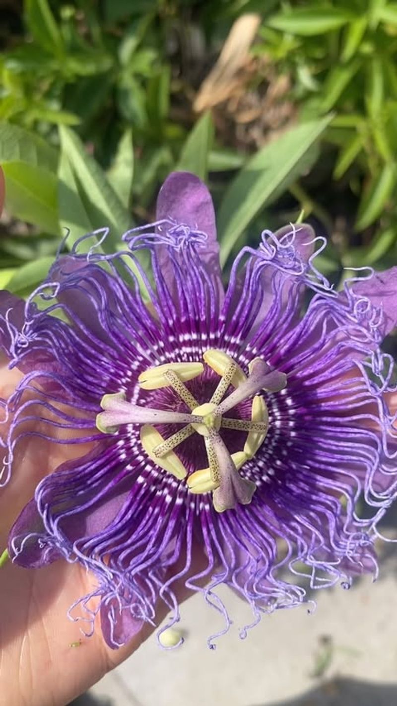 Passionflower (Passiflora incarnata)