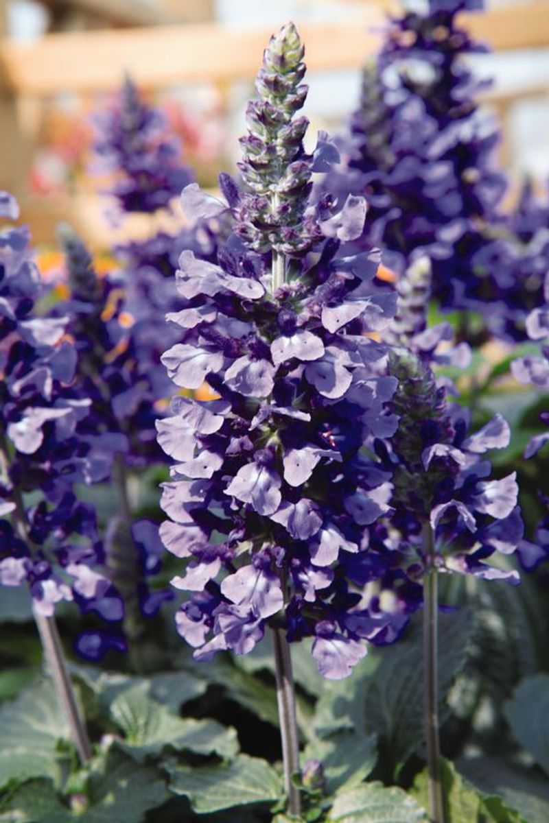 Mystic Spires Salvia