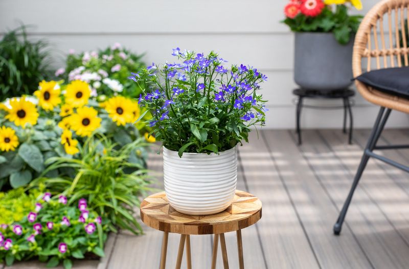 Yellow Coreopsis + Blue Lobelia