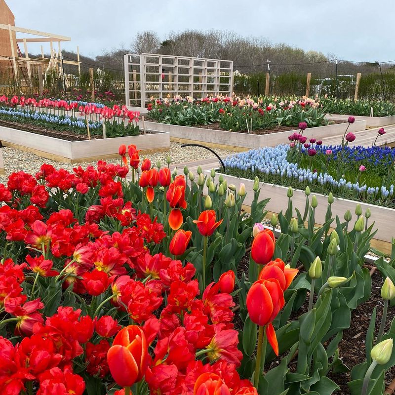 Red Tulips + White Muscari