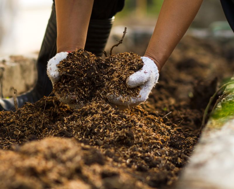 Light Compost Topdressing