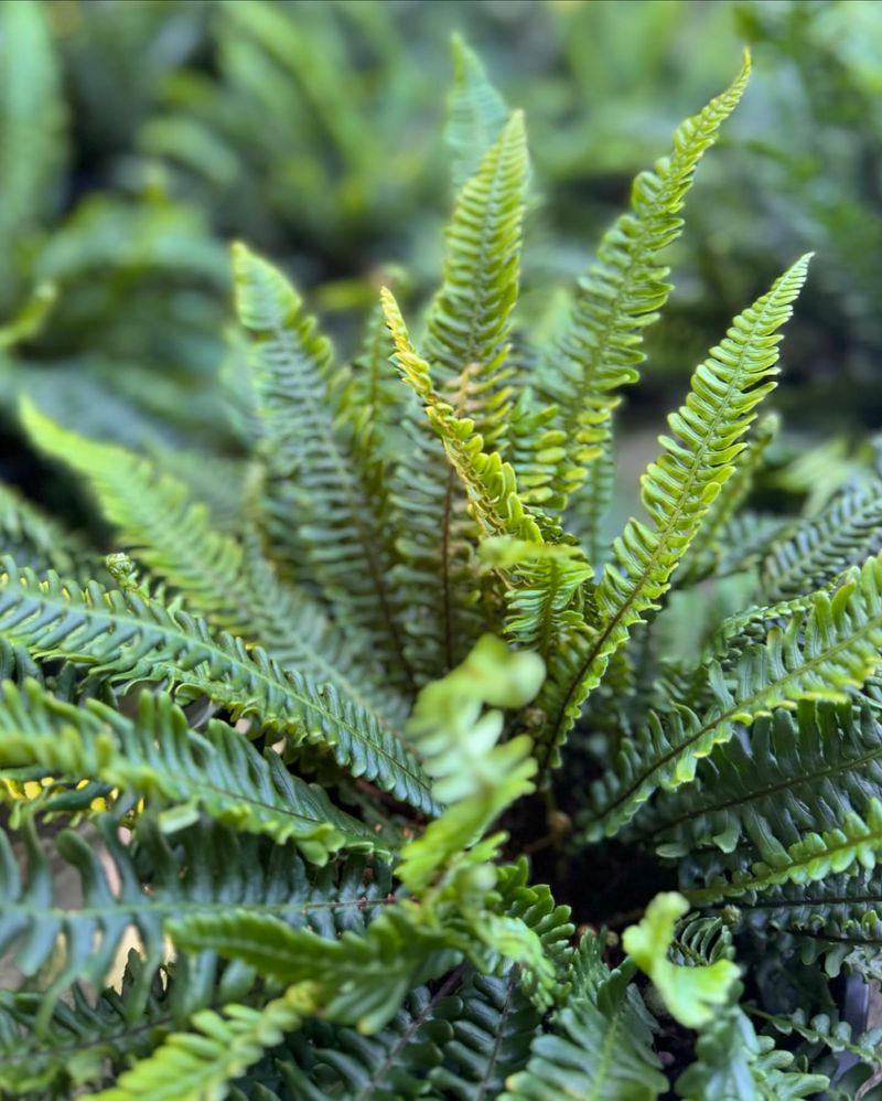 Hardy Ferns