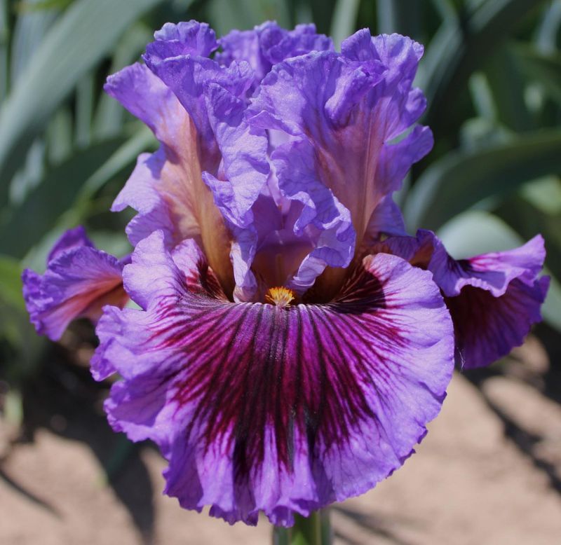 Bearded Iris