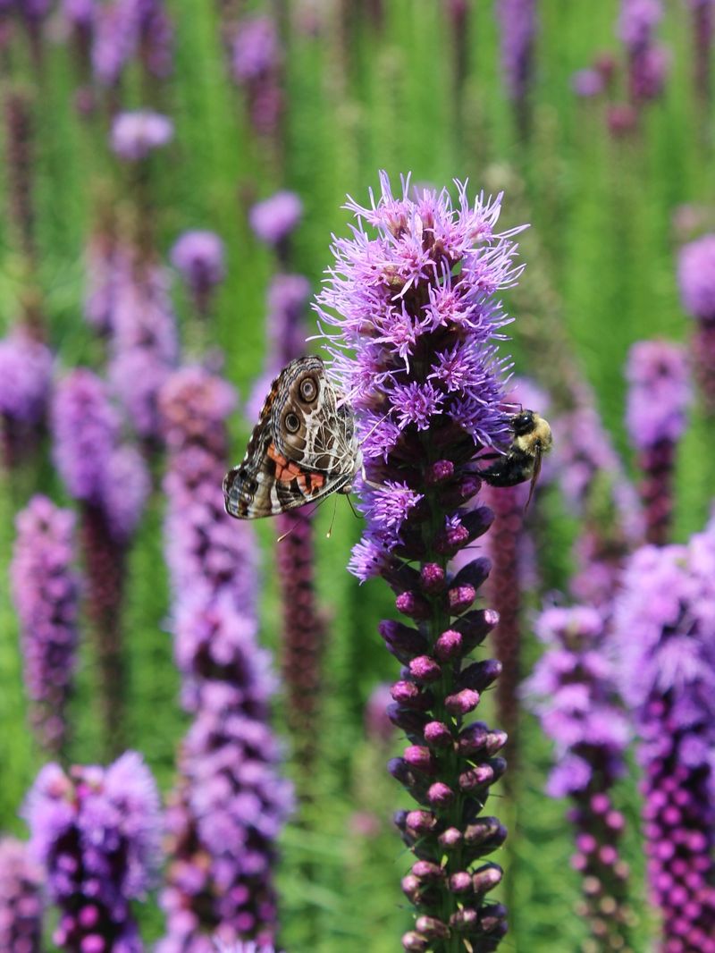 Liatris