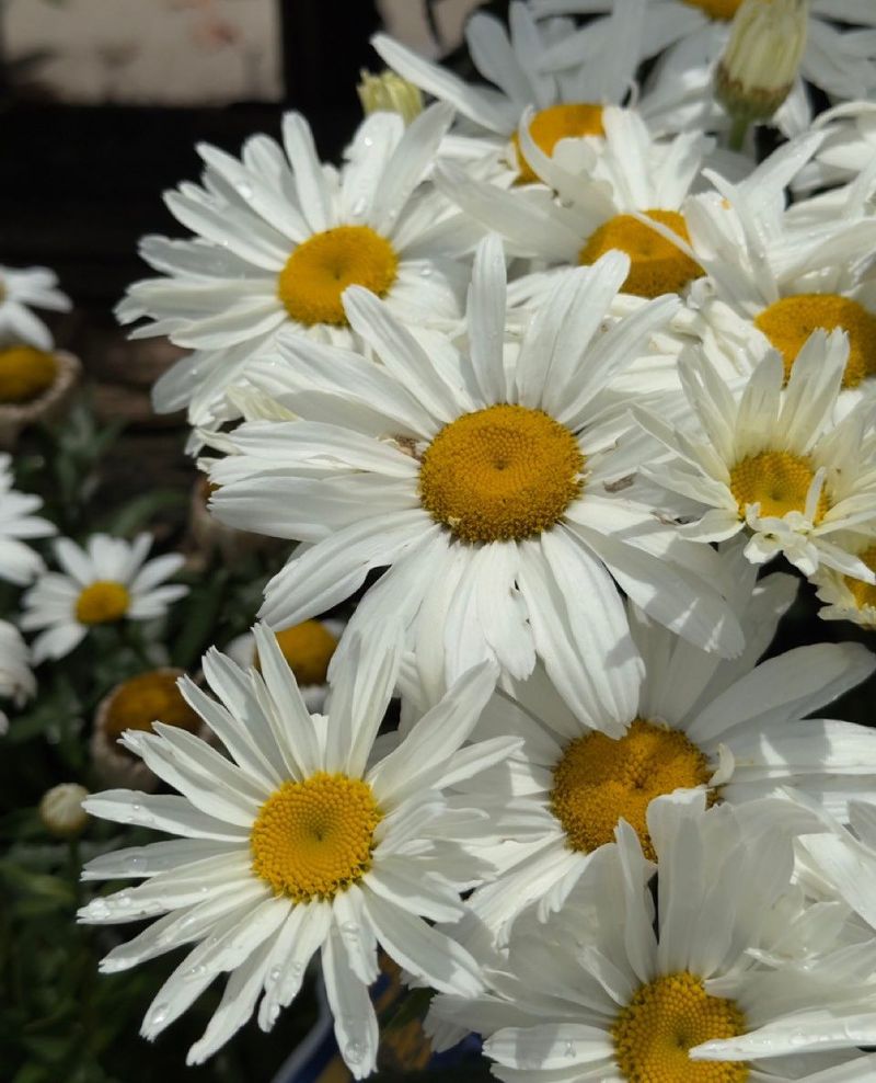 Shasta Daisies