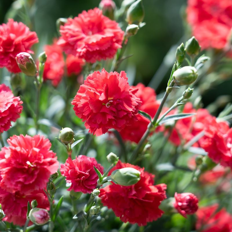 Dianthus