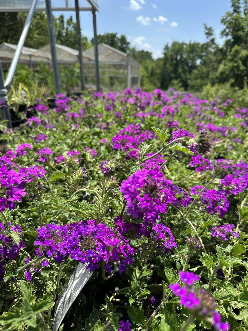 Verbena Cascades With Color