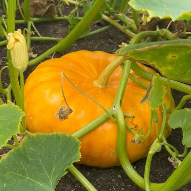 Pumpkins
