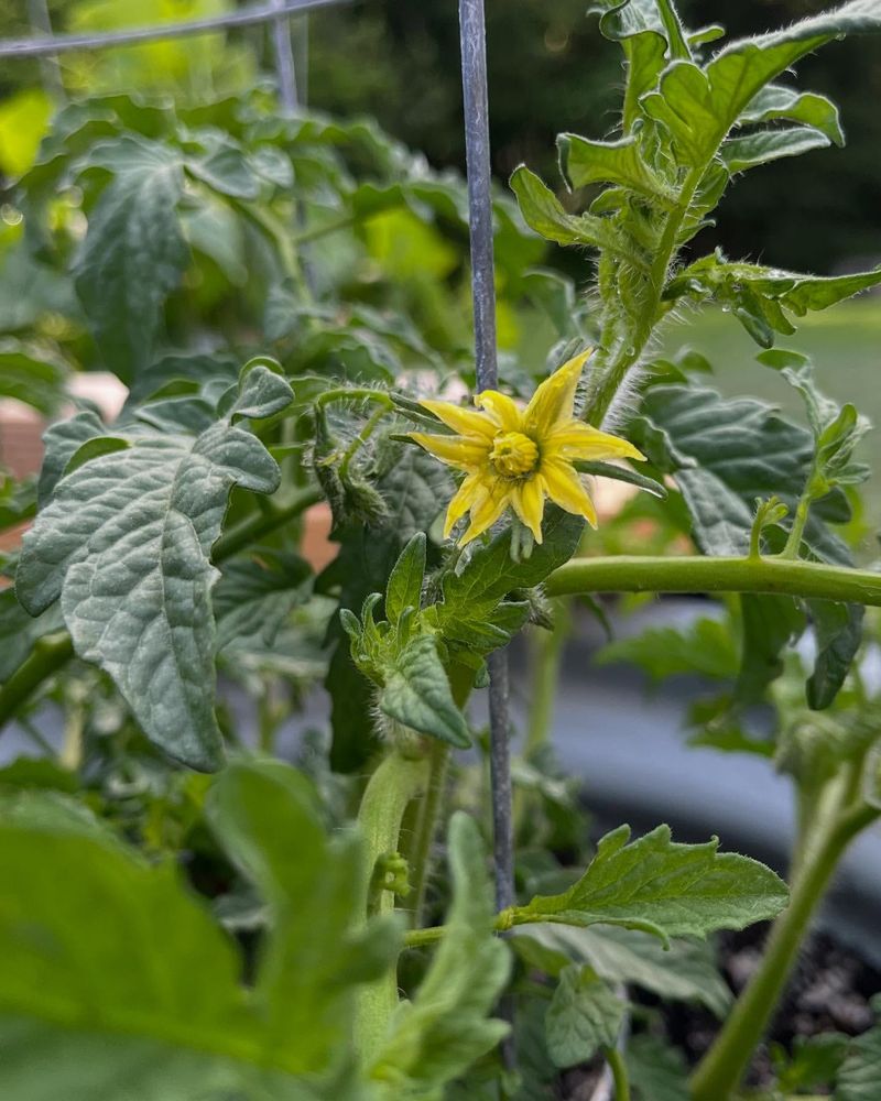Blossom Drop in Peppers and Tomatoes