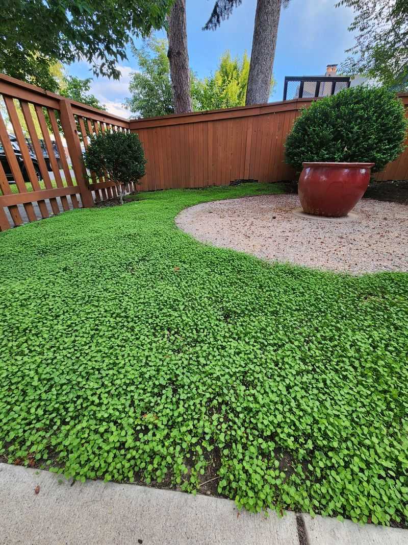 Clover Overseeding