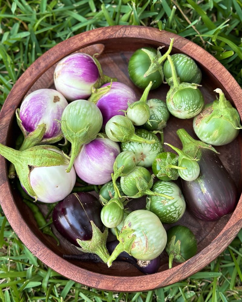 Eggplant