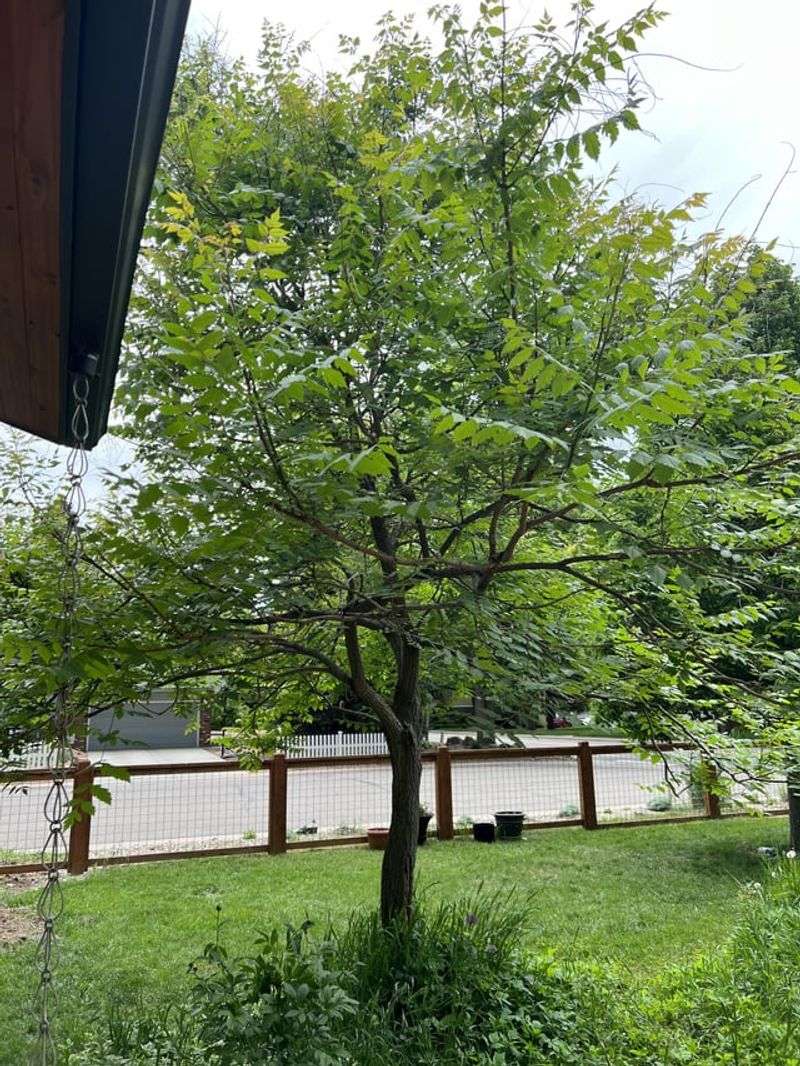 Golden Rain Tree