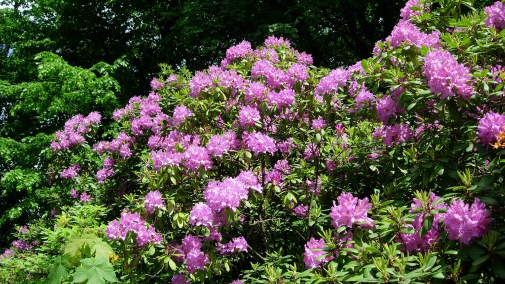 Corner Framing shrubs