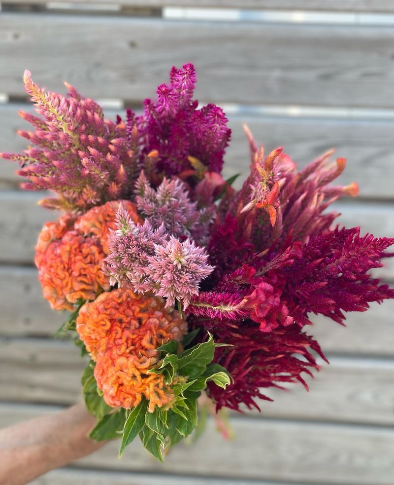 Celosia