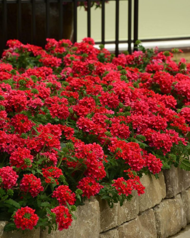 Red Verbena