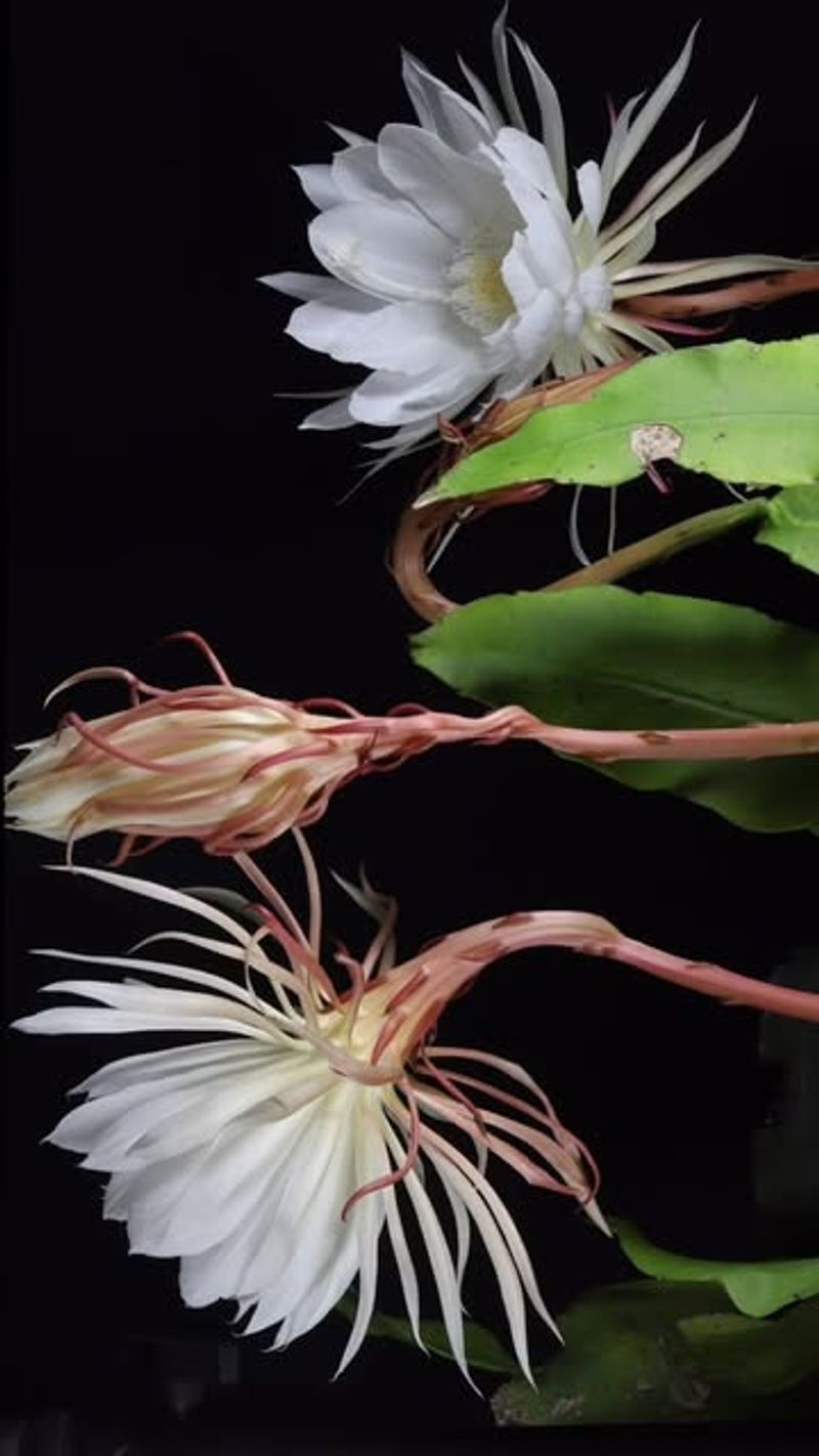 Queen of the Night (Epiphyllum oxypetalum)