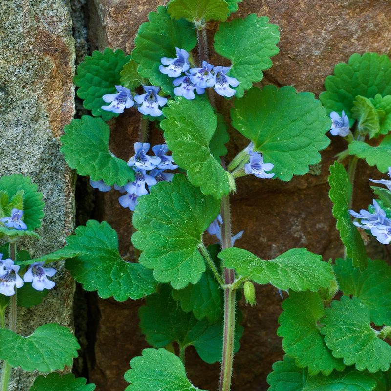 Apply Selective Herbicides