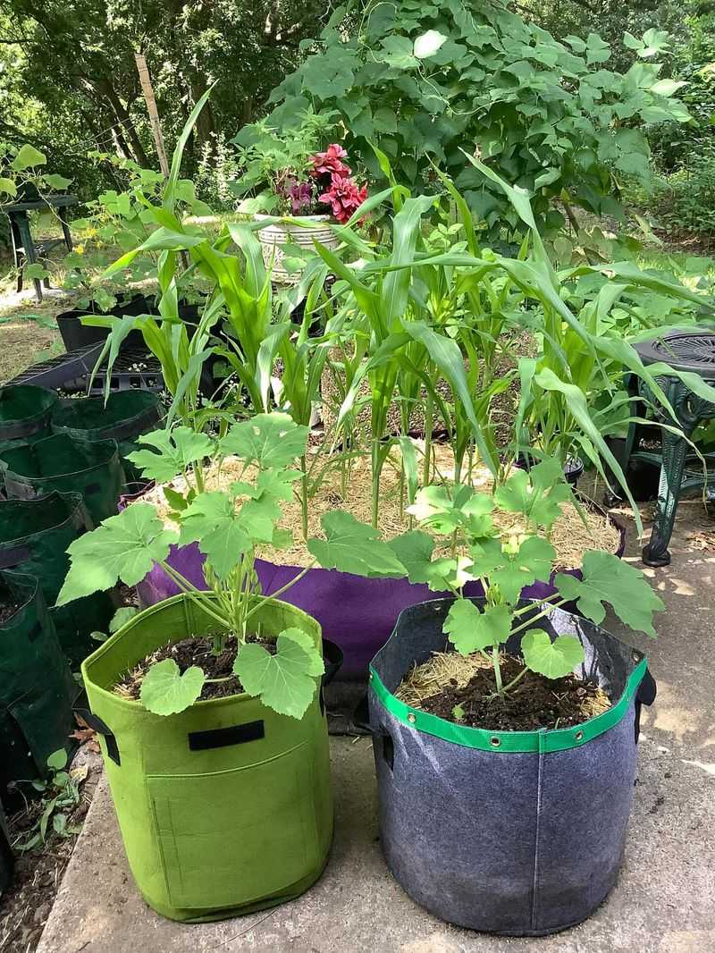 Fabric Grow Bag Gardens