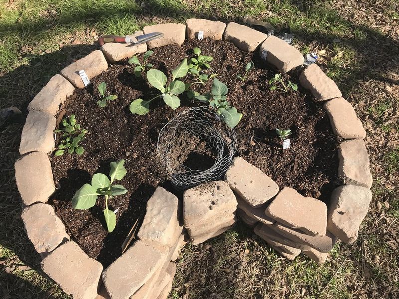 Keyhole Garden Circles