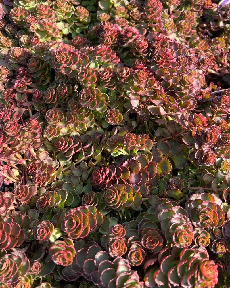 Dragon's Blood Sedum