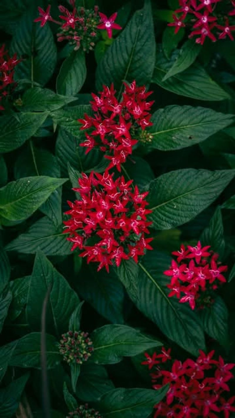 Pentas