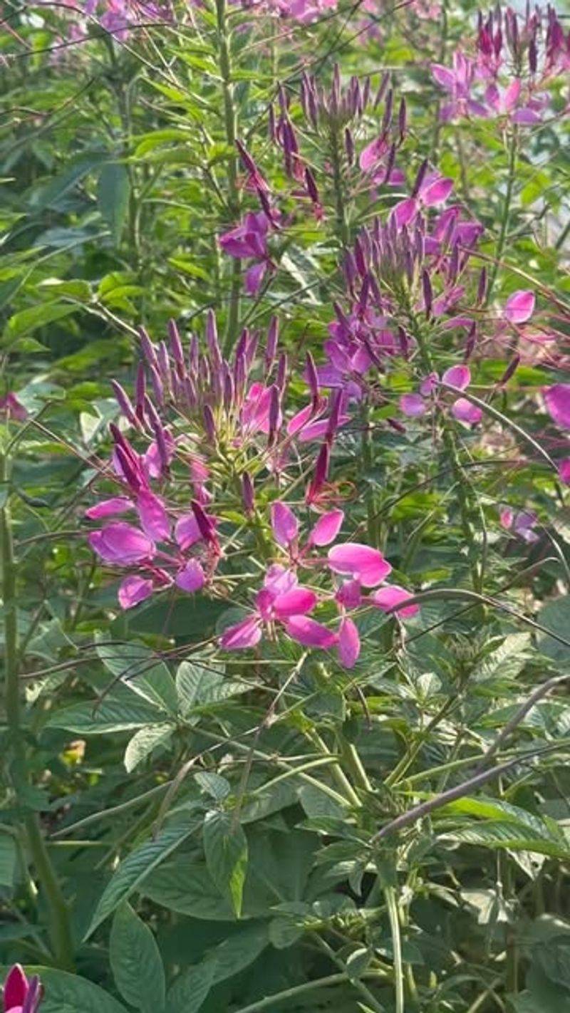 Cleome