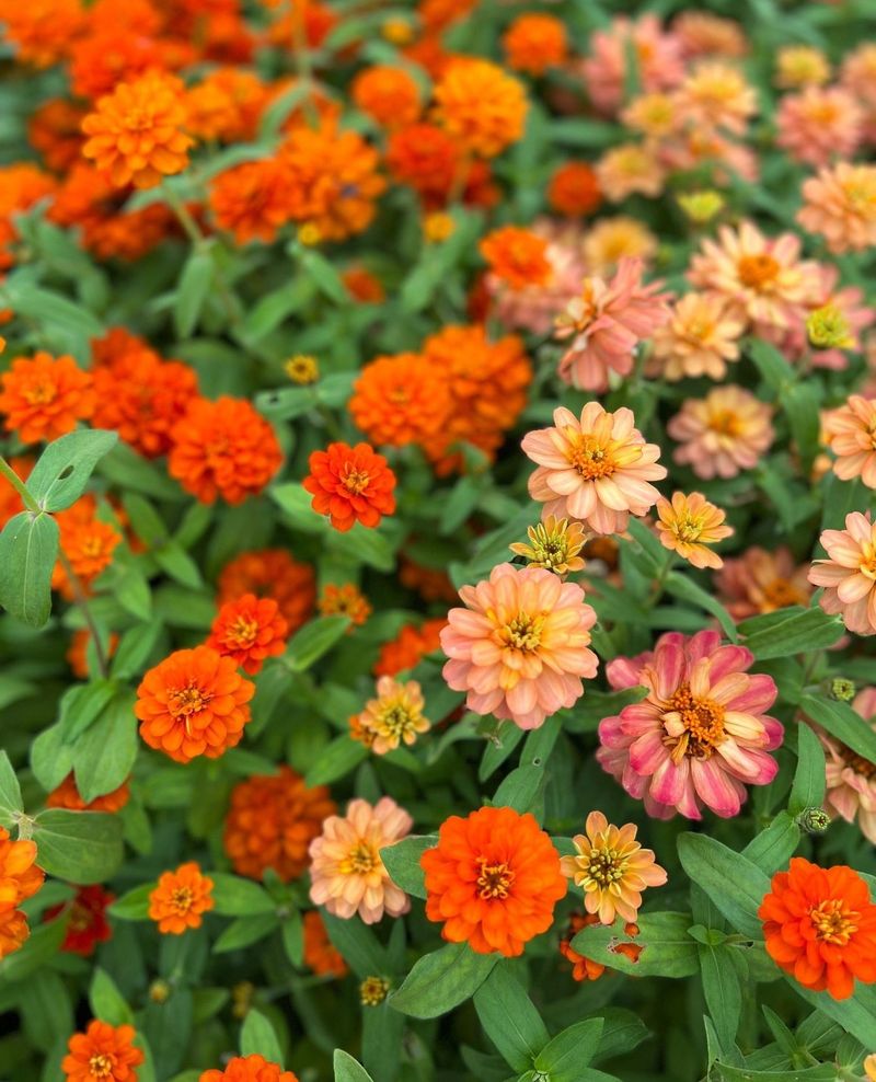 Zinnias