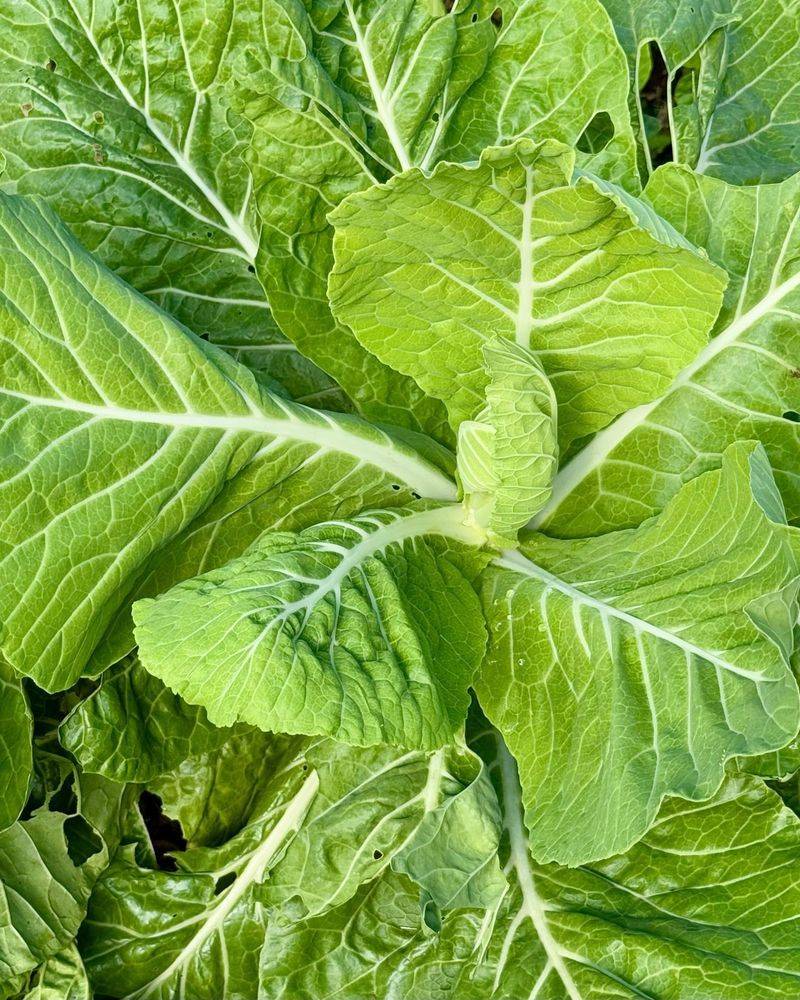 Collard Greens