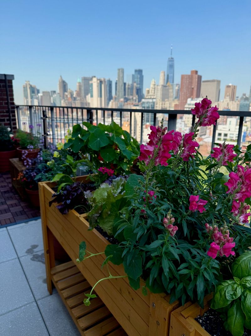 Snapdragons (Antirrhinum)
