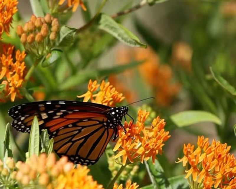 Milkweed (Asclepias)