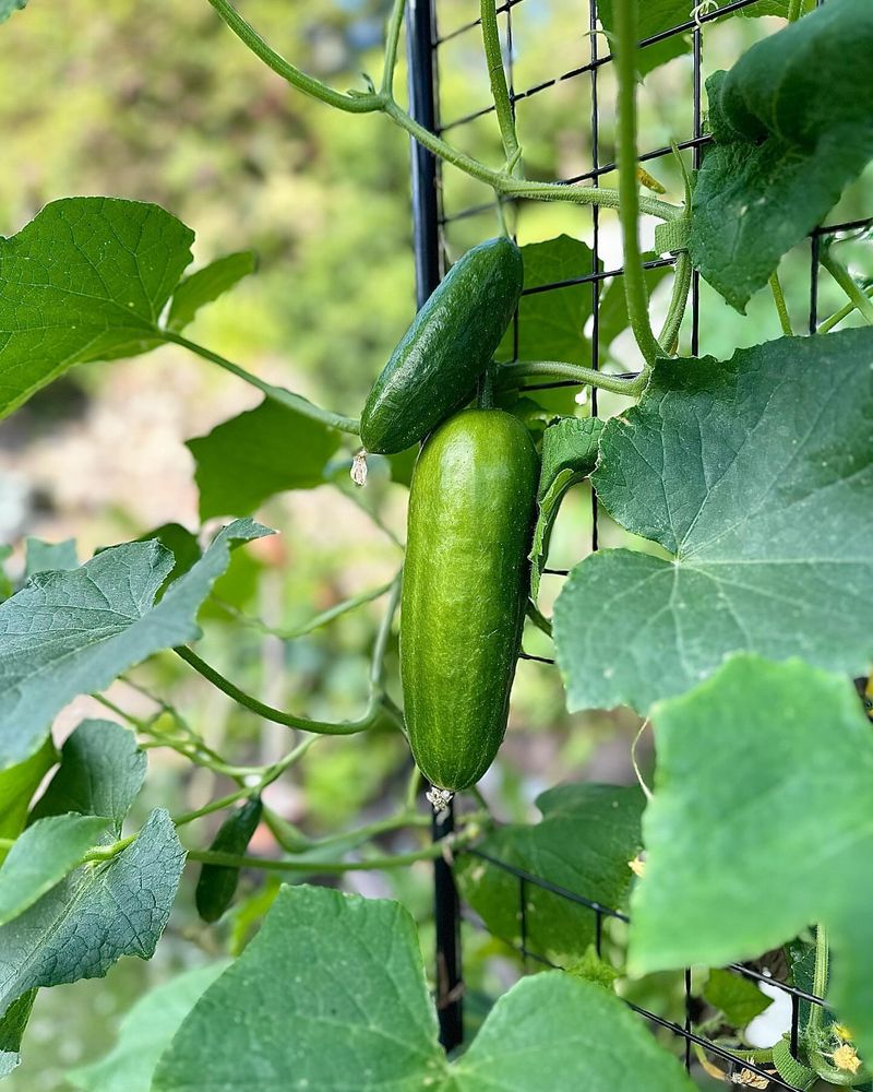 Cucumbers: Crisp and Refreshing