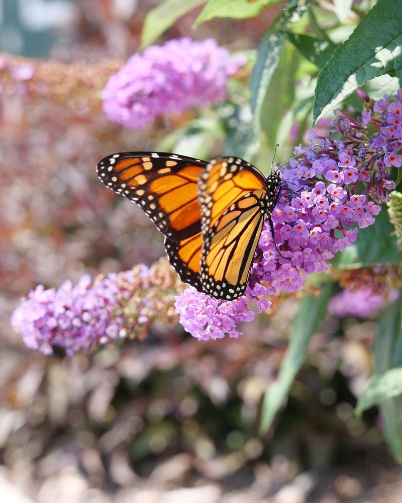 Butterfly Bush Attracts Pollinators