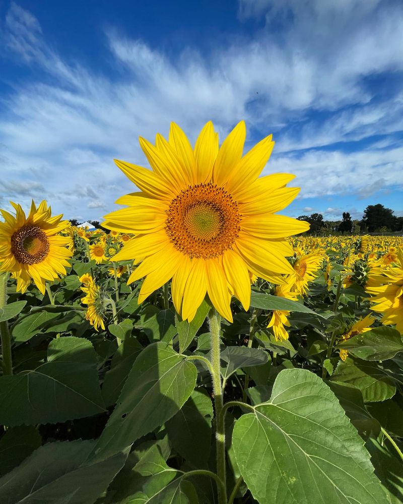 Sunflowers: Sky-High Stars