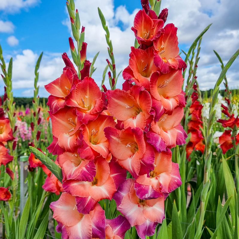 Gladiolus: Elegant Spires