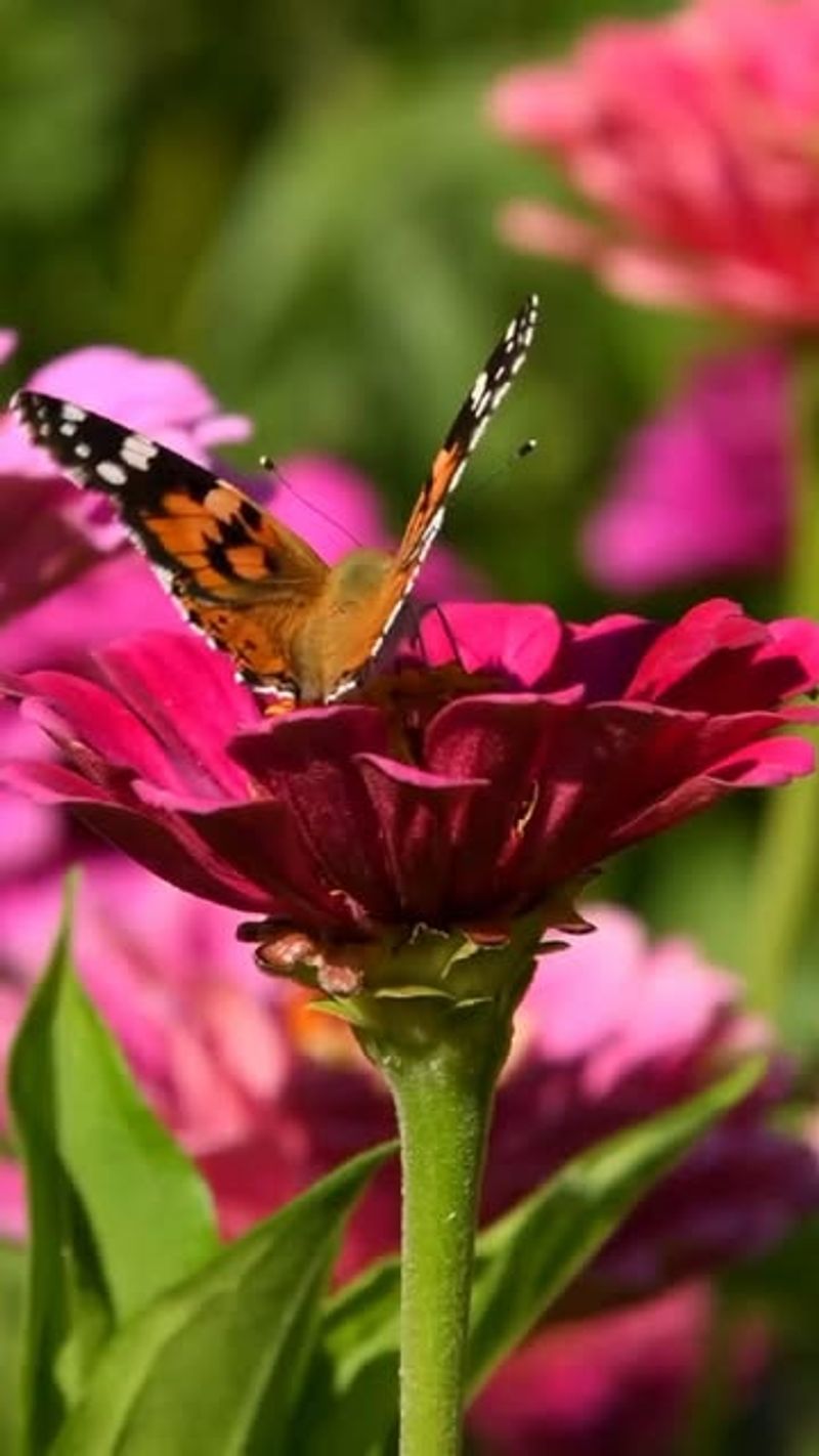 Zinnias: Butterfly Buffet
