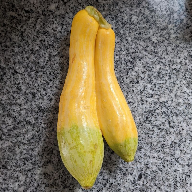 Zephyr Two-Tone Squash