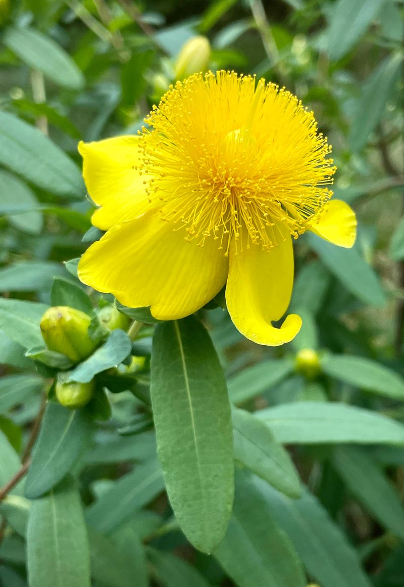 St. John's Wort
