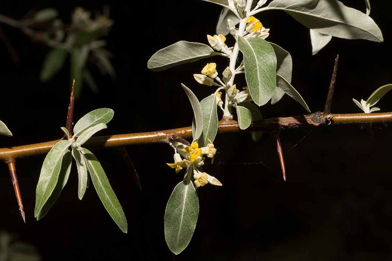 Russian Olive (Elaeagnus angustifolia)